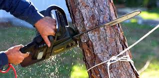 Best Stump Grinding and Removal  in Bridge City, TX