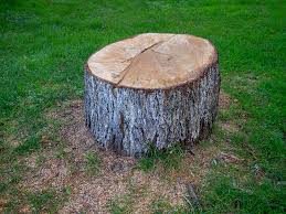 Best Tree Health Inspection  in Bridge City, TX