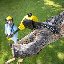 Best Palm Tree Trimming  in Bridge City, TX