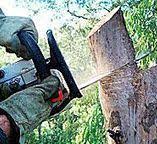 Best Commercial Tree Services  in Bridge City, TX