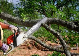 Best Leaf Removal  in Bridge City, TX