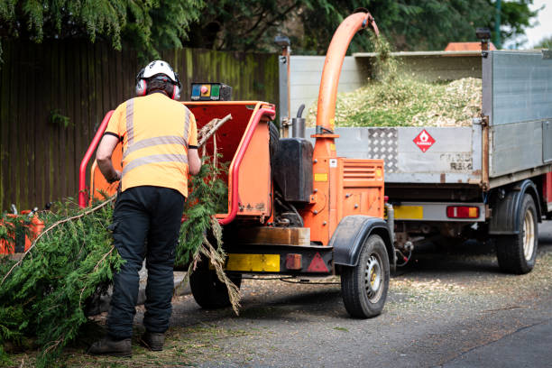 How Our Tree Care Process Works  in  Bridge City, TX