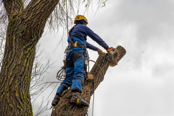 Best Aeration Services  in Bridge City, TX