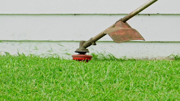 Best Tree Maintenance Programs  in Bridge City, TX