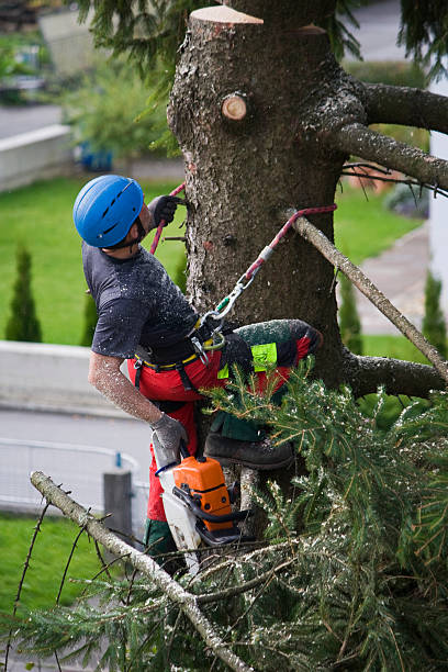 Best Organic Lawn Care Solutions  in Bridge City, TX