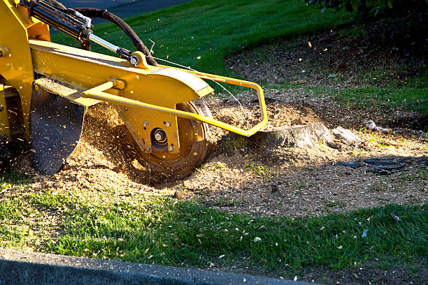 Best Storm Damage Tree Cleanup  in Bridge City, TX