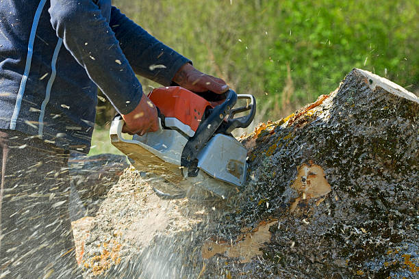 Best Sod Installation  in Bridge City, TX