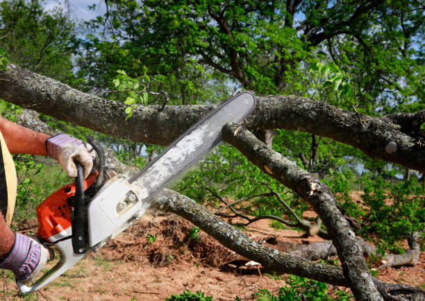 Best Soil Testing and Treatment  in Bridge City, TX