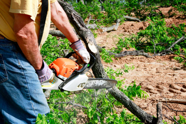 Best Lawn Watering Services  in Bridge City, TX