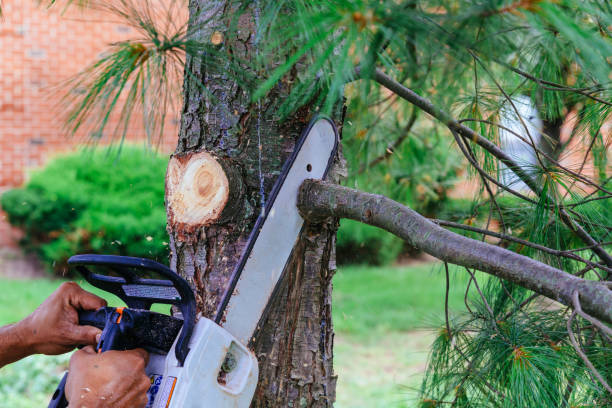 Bridge City, TX Tree Services Company